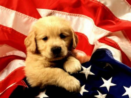 chien