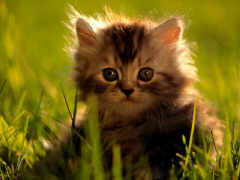 chat